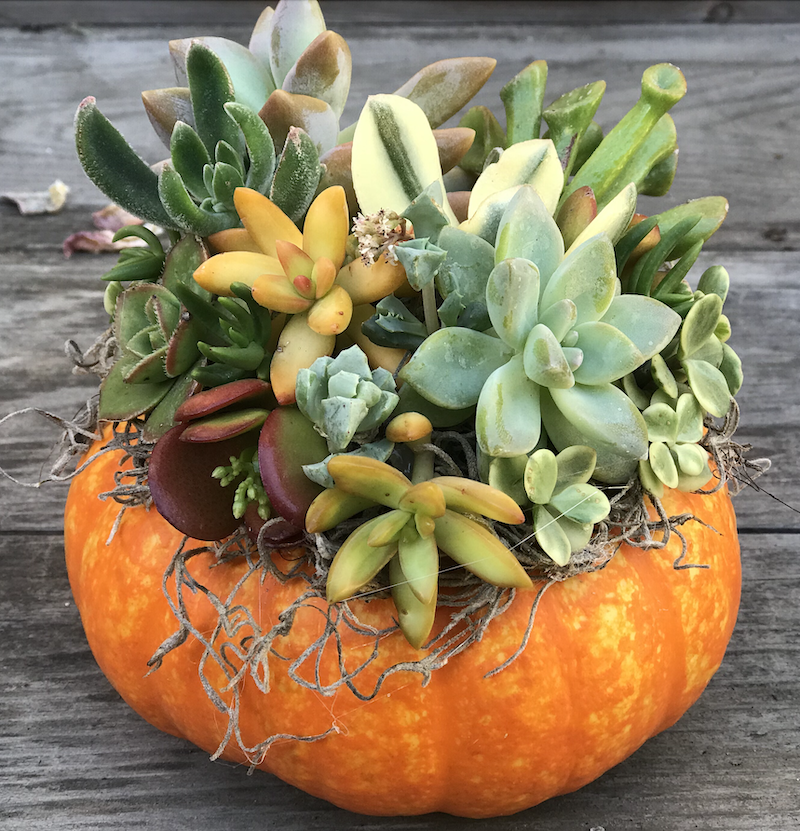 Pumpkin full of succulents next to description of classes.
